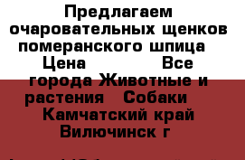 Предлагаем очаровательных щенков померанского шпица › Цена ­ 15 000 - Все города Животные и растения » Собаки   . Камчатский край,Вилючинск г.